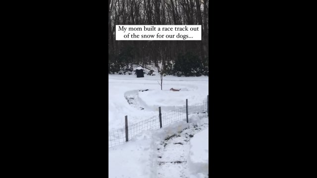 Kobieta wykorzystała zimową aurę i stworzyła tor wyścigowy dla swoich psów