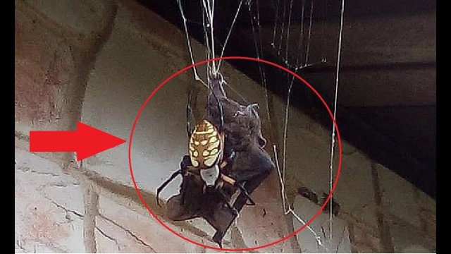 Gigantyczny pająk złapał nietoperza w swoją sieć