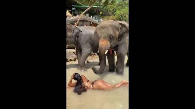 Słoń masuje kobietę po tyłku
