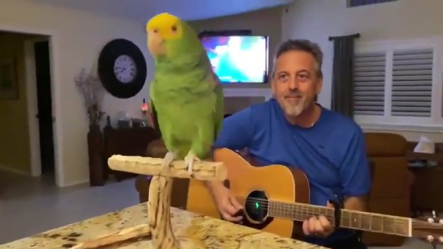 Ptak próbuje śpiewać przy akompaniamencie gitary