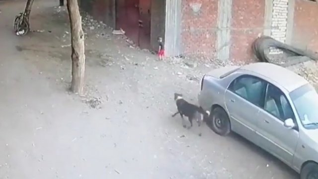 Kot obronił małego chłopca przed agresywnym psem
