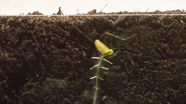 Jak rozwija się sadzonka ogórka