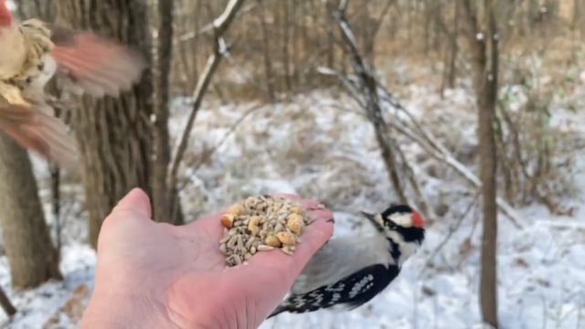 Głodne ptaki częstują się jedzeniem prosto z ręki