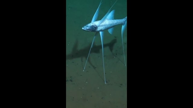 Ryba z "nogami". Czy tak wygląda ewolucja? [WIDEO]