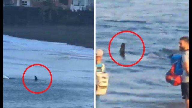 Gigantyczne rekiny wywołały panikę na plażach hiszpańskiej Gran Canarii [WIDEO]