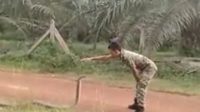Żołnierz malezyjski łapie kobrę królewską.