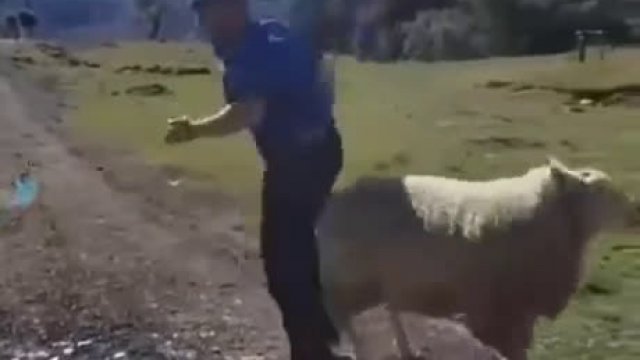 Samotny mężczyzna zabawia się z owieczką