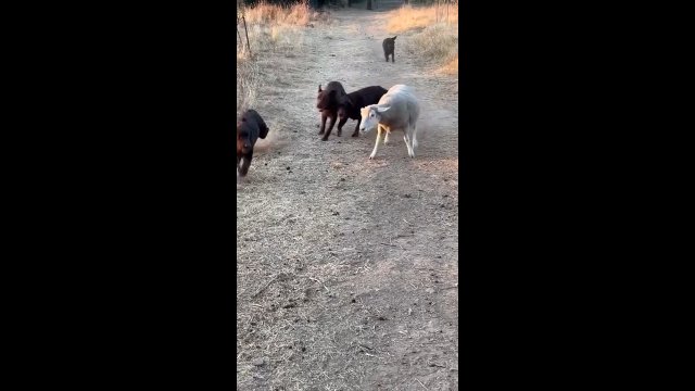 Owcami ganiała za piłką razem z psami. Czuła się częścią stada