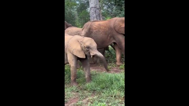 Słoniątko uczy się korzystać z trąby