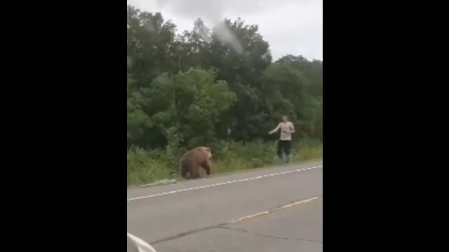 Próbował z ręki nakarmić niedźwiedzia. Musiał szukać schronienia na dachu auta