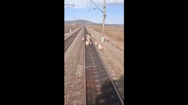 Stado zdziczałych owiec wbiegło pod jadący pociąg