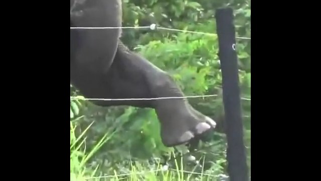 Słoń sprawdzający obecność napięcia przed pokonaniem ogrodzenia