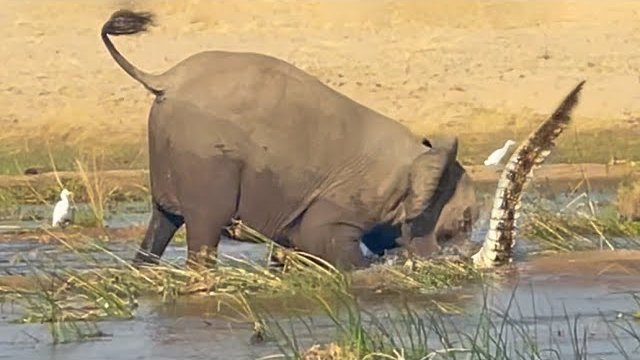 Wściekły słoń zabija krokodyla, chroniąc swoje młode