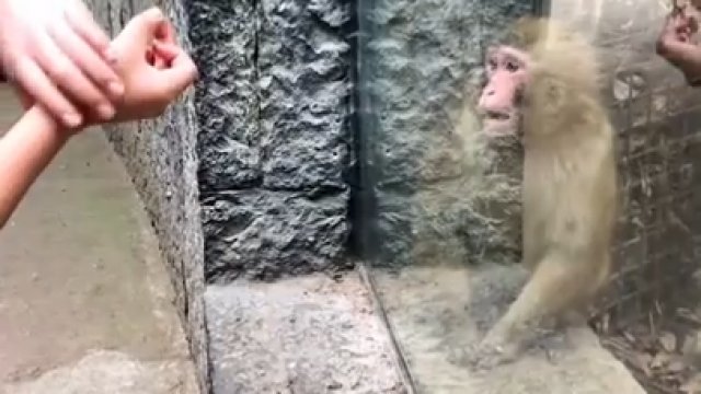 Małpa jest bardzo podekscytowana magiczną sztuczką