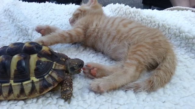 Żółw BRUTALNIE atakuje kota