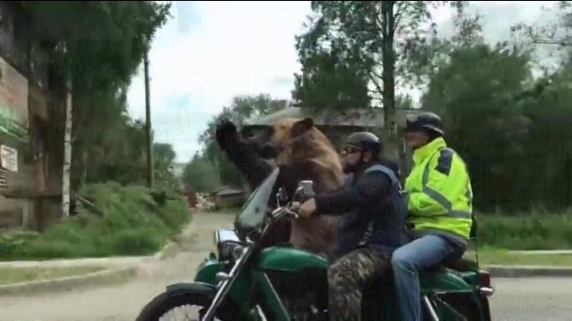 Takie rzeczy tylko w Rosji! Niedźwiedź… jedzie motocyklem i macha do ludzi [WIDEO]