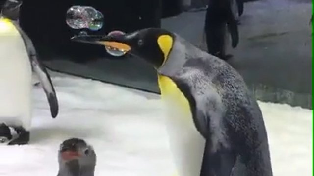 Pingwiny bawią się bańkami mydlanymi