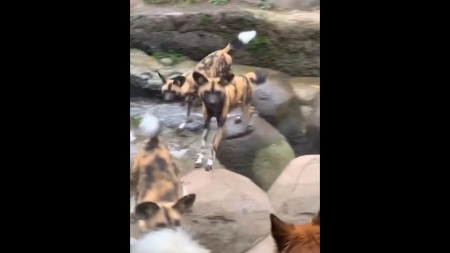 Dzikie psy afrykańskie w zoo w Oregonie reagują, gdy zobaczyły zwykłego psa