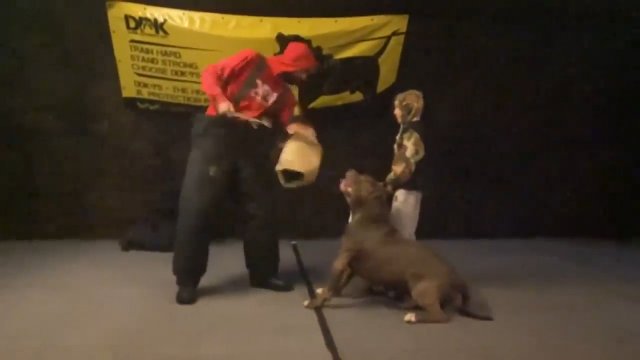 Wyszkolony pitbull otrzymał zadanie ochrony małego chłopca.