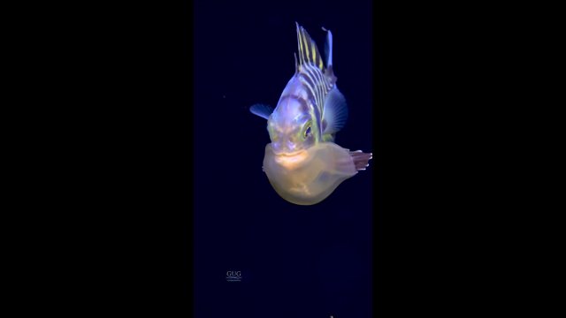 Ryba dla ochrony nosiła w pysku meduzę [WIDEO]