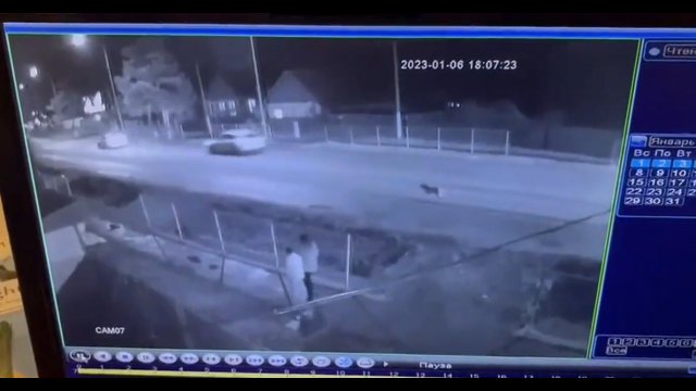 Kierowca prawie się zabił próbując ominąć psa, który wbiegł na drogę