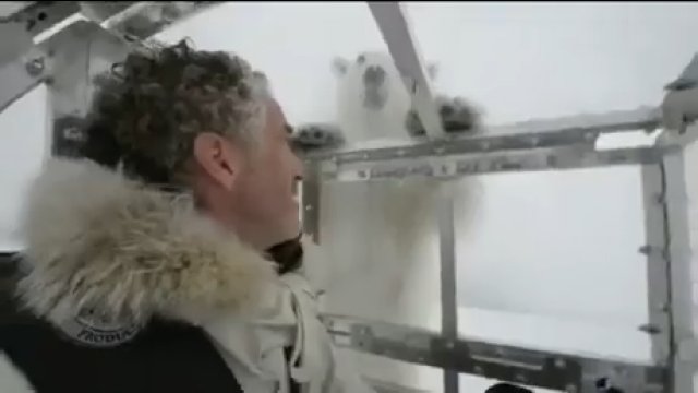 Głodny niedźwiedź polarny próbował zaatakował kamerzystę BBC