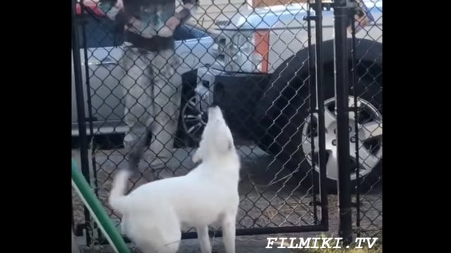 Niewidomy i głuchy pies wita swojego właściciela