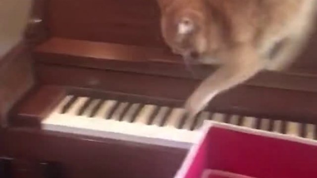 Kot panikuje, próbując zejść z pianina