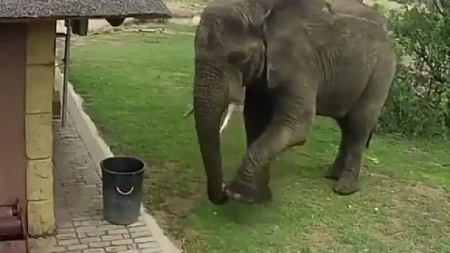 Słoń pomaga w sprzątaniu planety