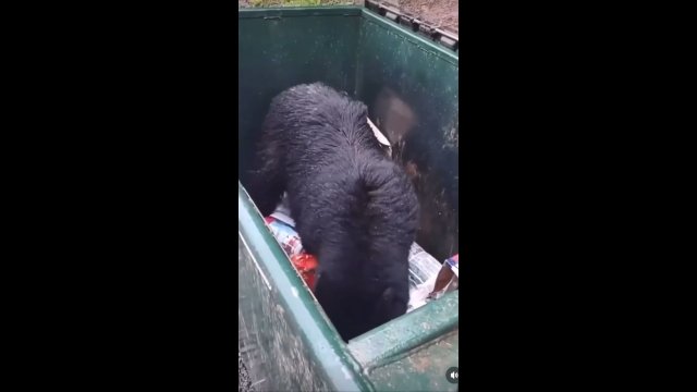 Niedźwiedź wtargnął do kontenera na śmieci. Został wystraszony przez człowieka
