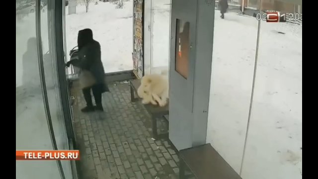 Pies lubi ogrzewany przystanek autobusowy