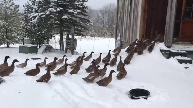 Kaczki odkrywają śnieg