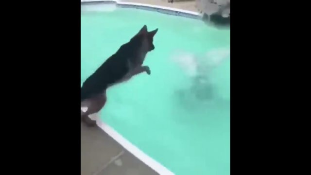 Kiedy tak bardzo nie umiesz pływać, że pies musi cię ratować