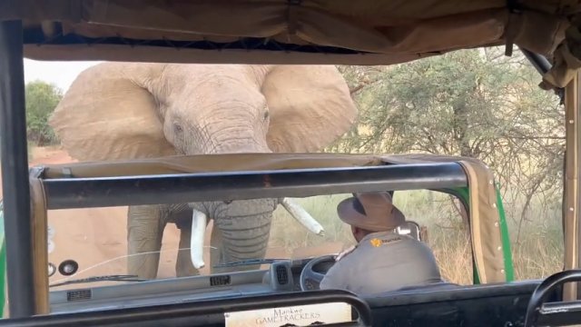 Słoń podniósł samochód z turystami. Ludzie krzyczeli w obawie o swoje życie [WIDEO]