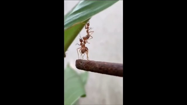Mrówka została pozostawiona przez swoich przyjaciół