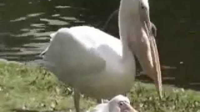 Pelikan zjada gołębia. Gołąb nie daje za wygraną