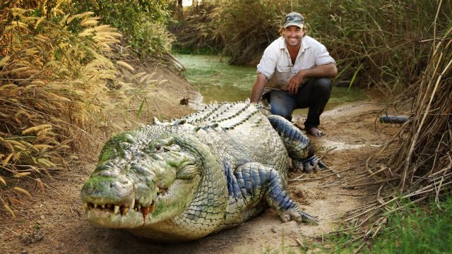 Karmienie dużego krokodylka