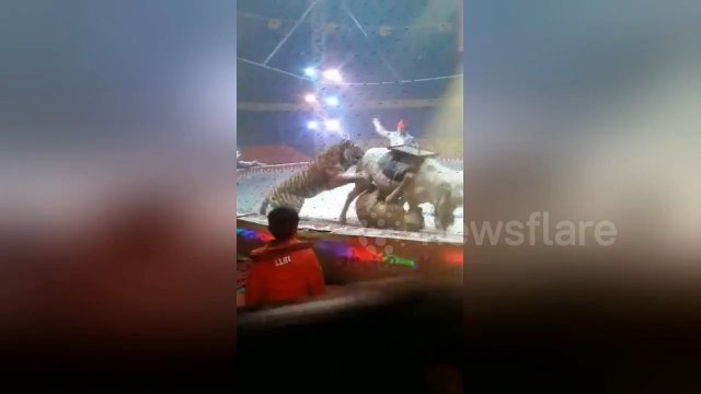 Masakra w cyrku. Lew i tygrys zaatakowały konia na oczach publiczności