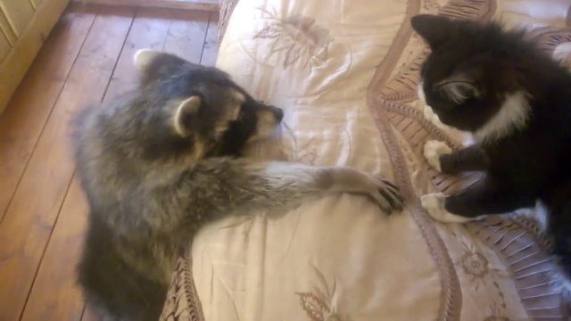 Opos próbuje zaprzyjaźnić się z kotem