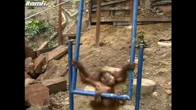 Mała małpka uderzyła się w głowę podczas zabawy na huśtawce