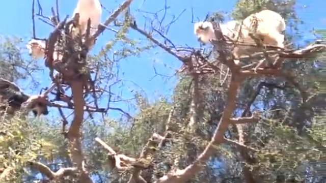 Kozy wspinają się na drzewa w Maroko, aby zjeść orzechy argonowe