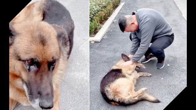 Pies policyjny spotkał opiekuna po latach. To nagranie wzruszy każdego [WIDEO]