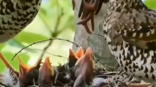 Drozdoń tajgowy przynosi mnóstwo jedzenia do gniazda