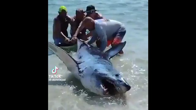 Plażowicze zobaczyli rekina na brzegu, wepchnęli go z powrotem do wody [WIDEO]