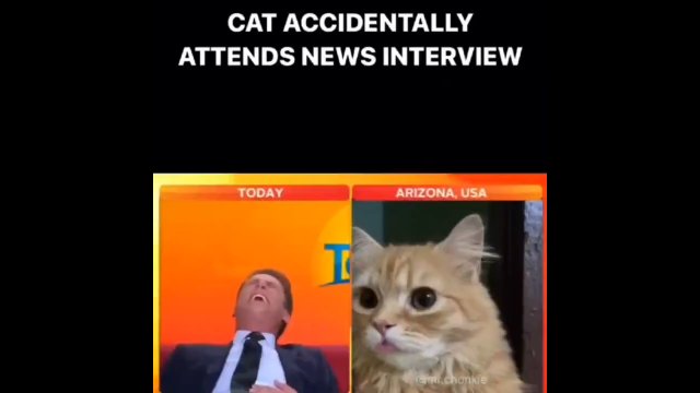 Zamiast reportera w wiadomościach na żywo pojawił się jego kot