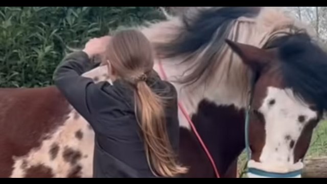 Koń jak pies - najlepszy przyjaciel człowieka [WIDEO]