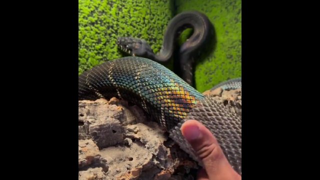 Tak wygląda jeden z najrzadszych węży na świecie, pyton Boelena, po zrzuceniu skóry [WIDEO]
