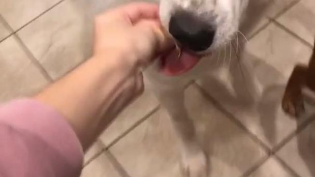 Podekscytowany pies ciamka smakołykiem