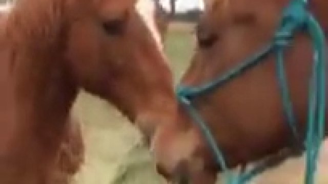 Koń przynosi jedzenie, aby podzielić się nim z drugim