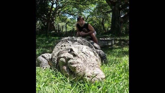 Henry, czyli najstarszy krokodyl nilowy żyjący w niewoli